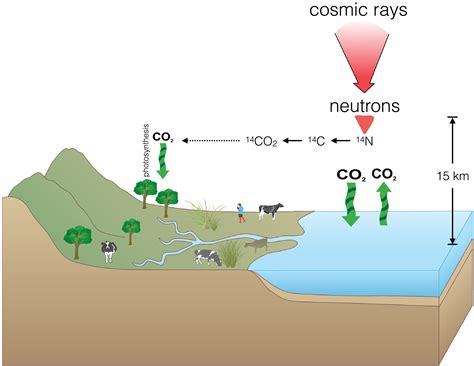 carbon dating reservoir effect
